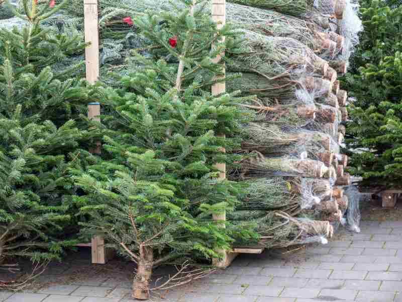 Los abetos de Navidad naturales también se limpian