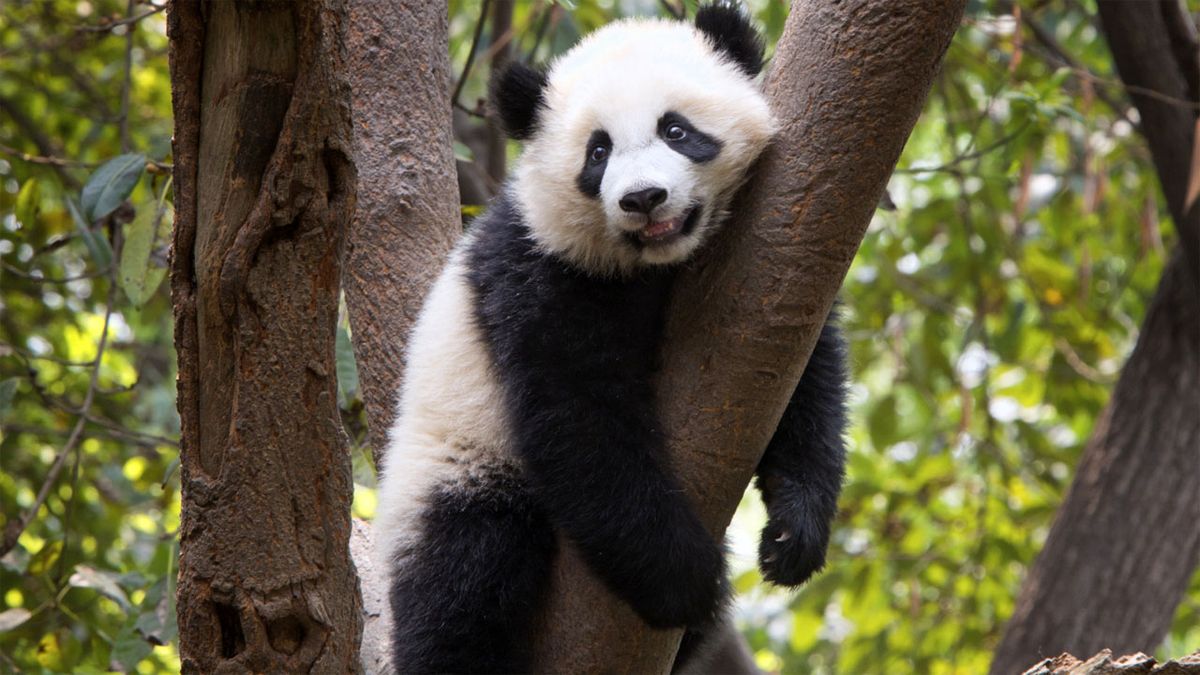 10 animales perezosos oso panda