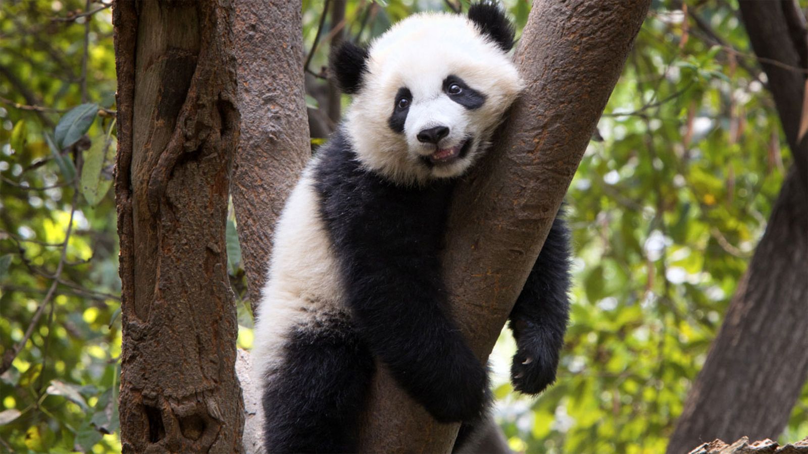 10 animales perezosos oso panda
