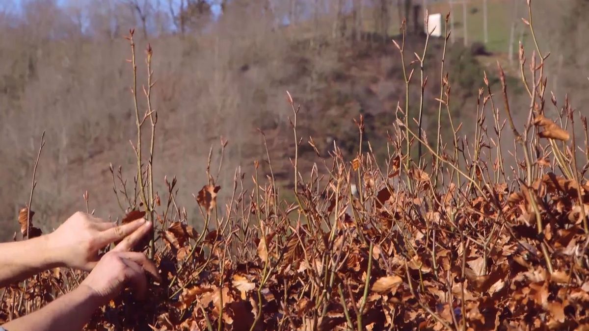 brico 941 3 marcescencia segunda brotacion