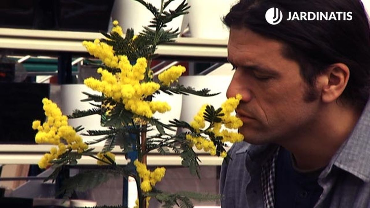 mimosa fragancia plantaciones florales principios primavera deco 425 jardin