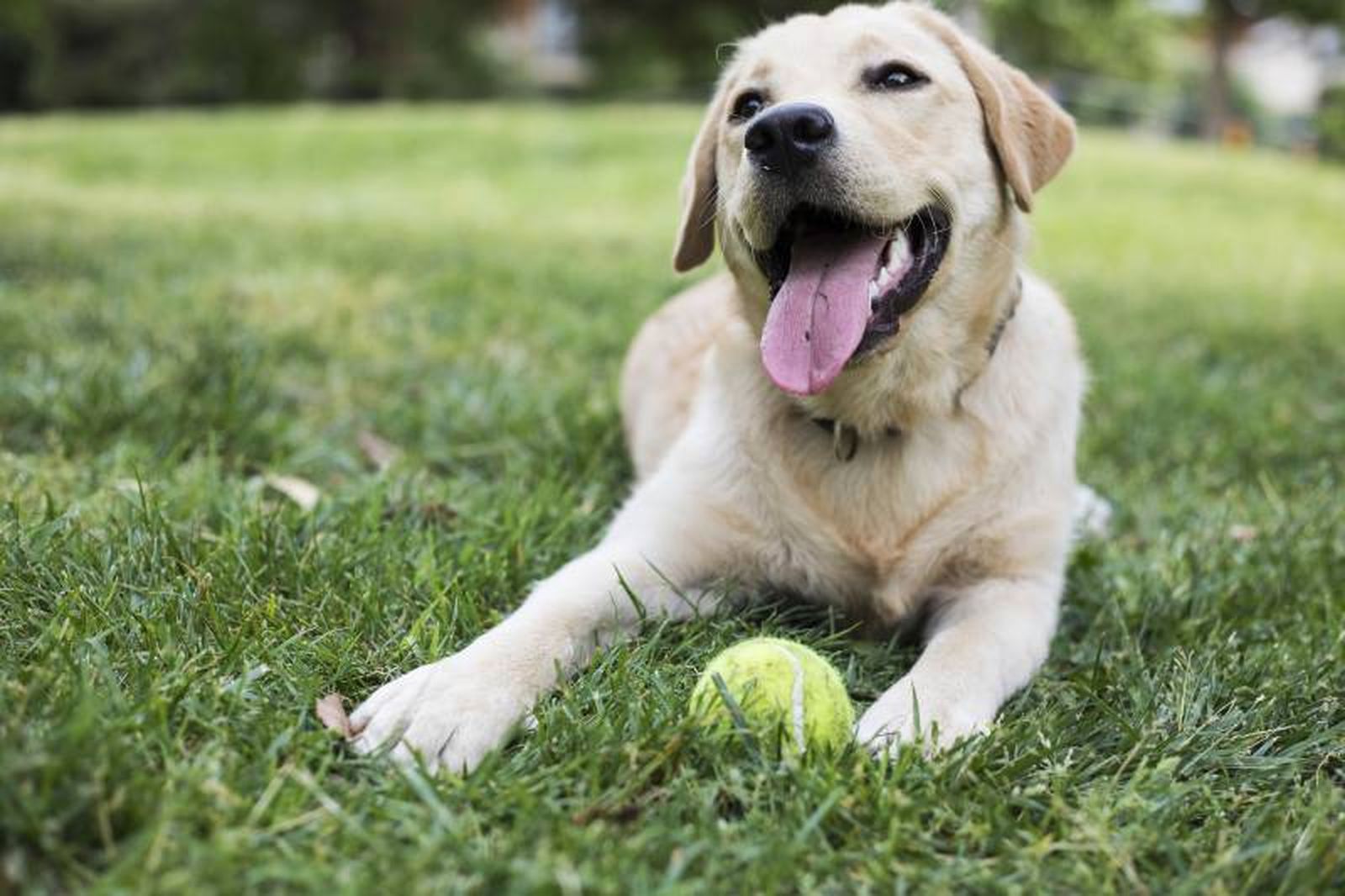 El Labrador Retriever cuenta con un carácter inteligente, ágil, amable y extrovertido.