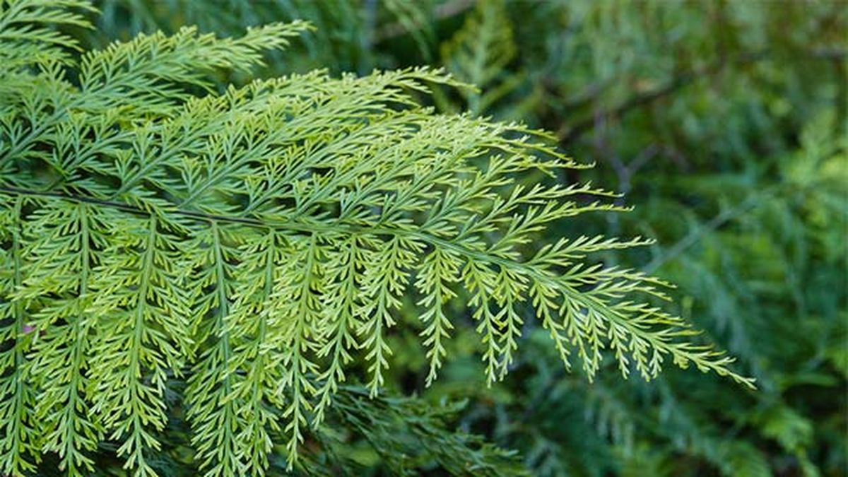 Asplenium bulbiferum.
