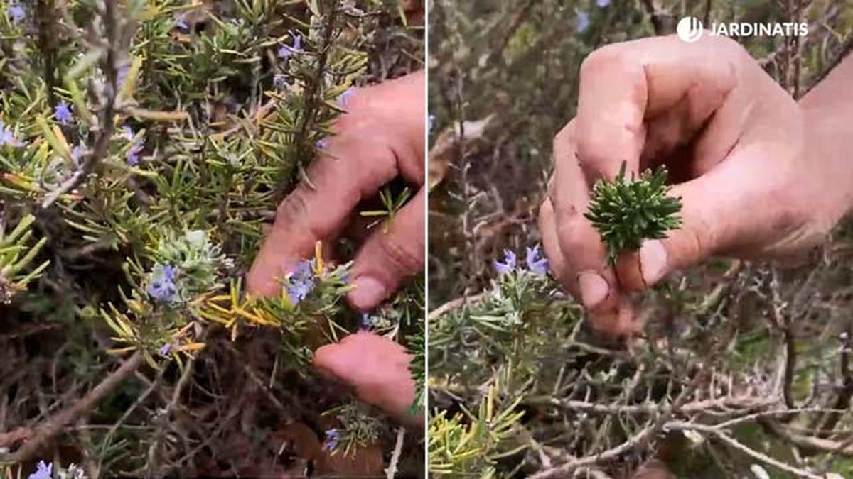 tallos secos romero rastrero jardinatis 9 22