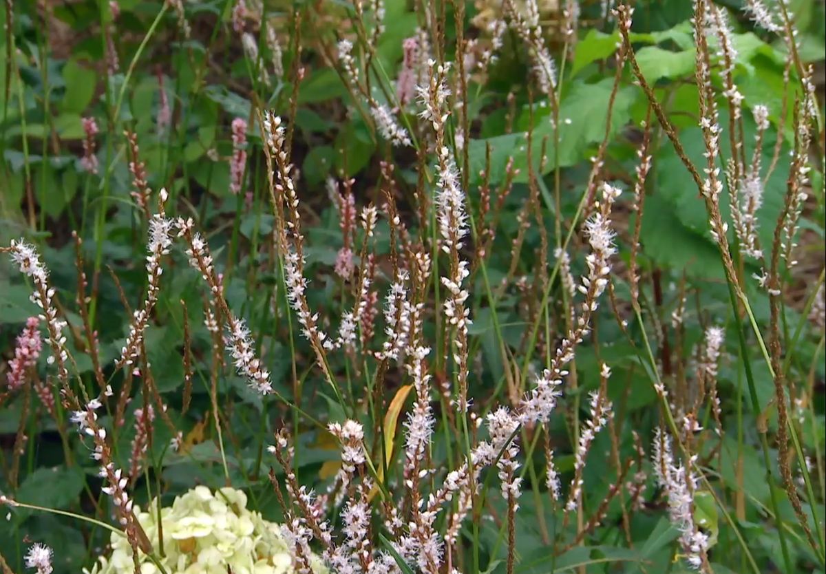 Persicaria amplexicaulis de color blanco