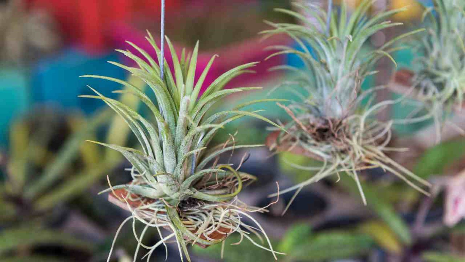 como colgar clavel del aire ideas