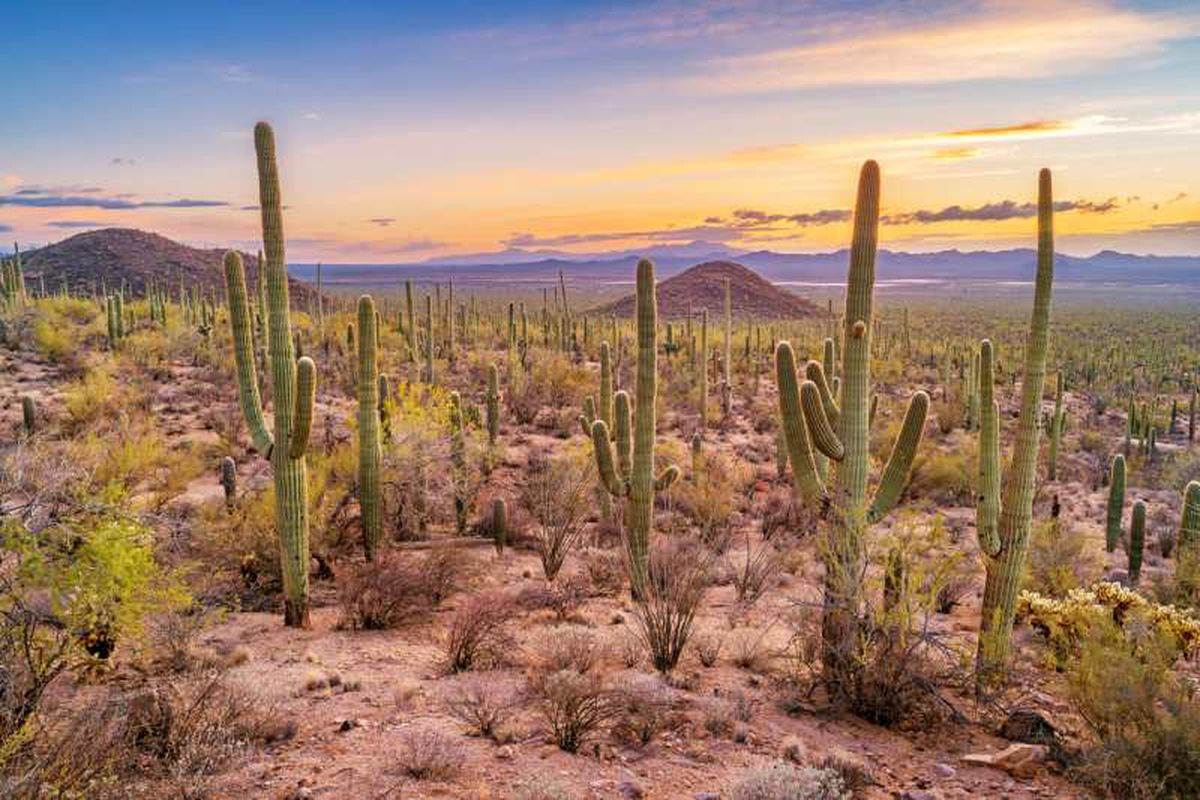cactus Saguaro en el Parque Nacional Saguaro de Arizona