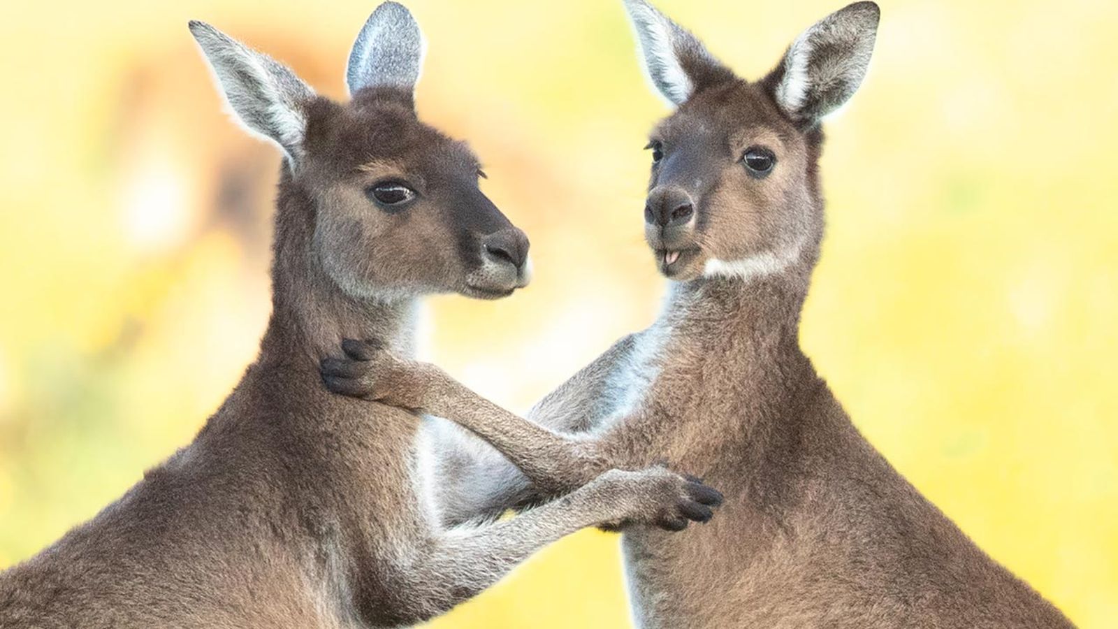 mejores abrazos mundo animal 15