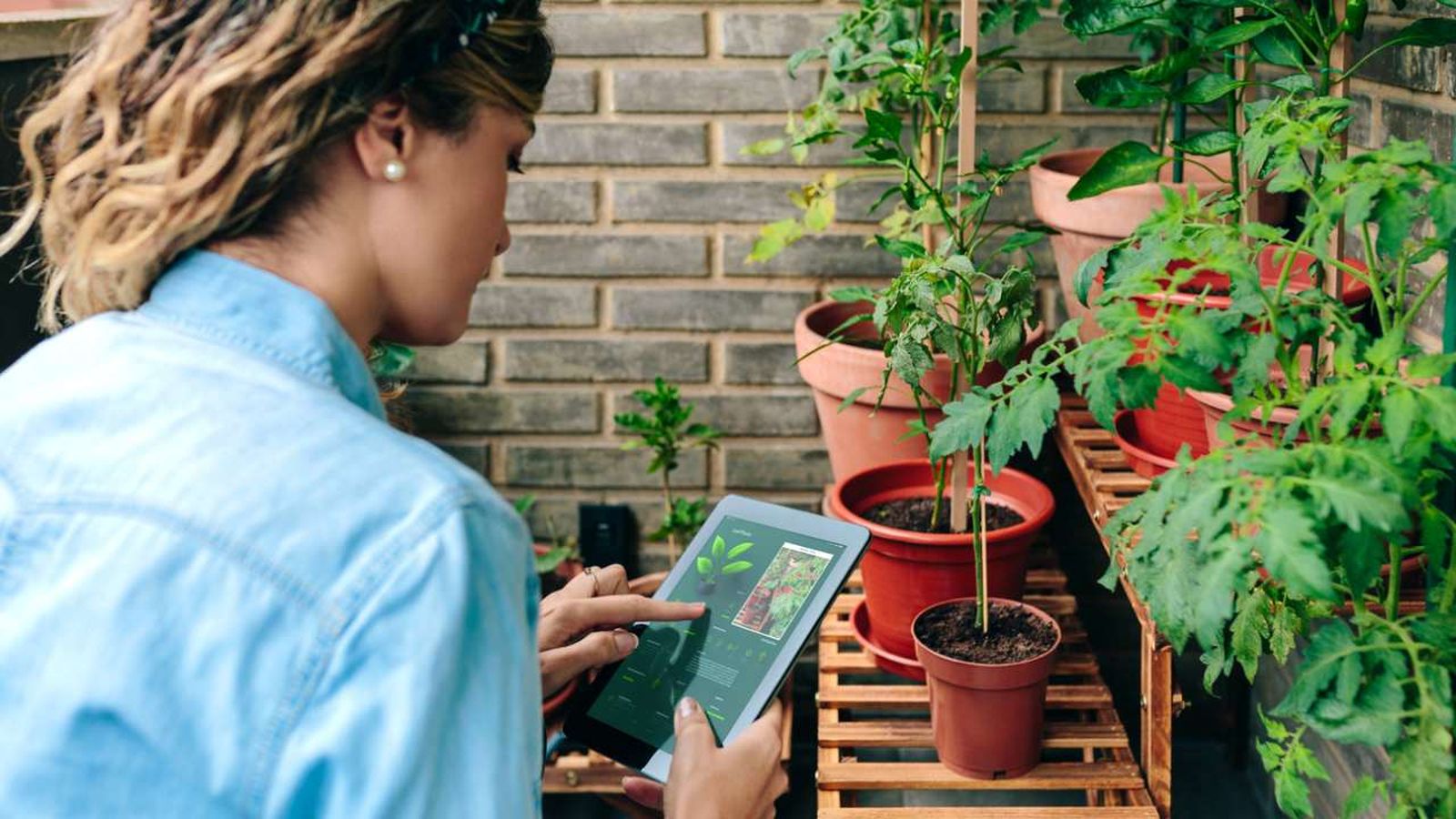 como saber el nombre de las plantas