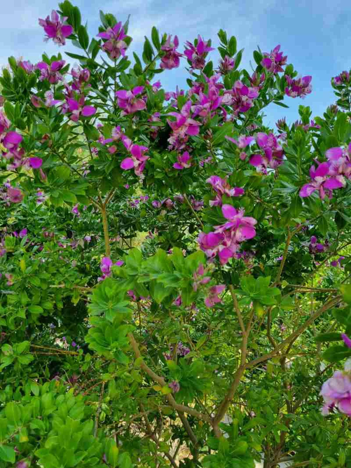 Polygala myrtifolia.
