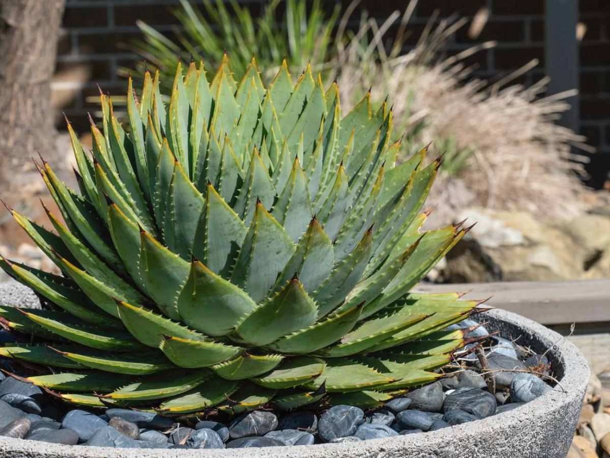 Los agaves tienen unas púas afiladas al final de sus hojas.