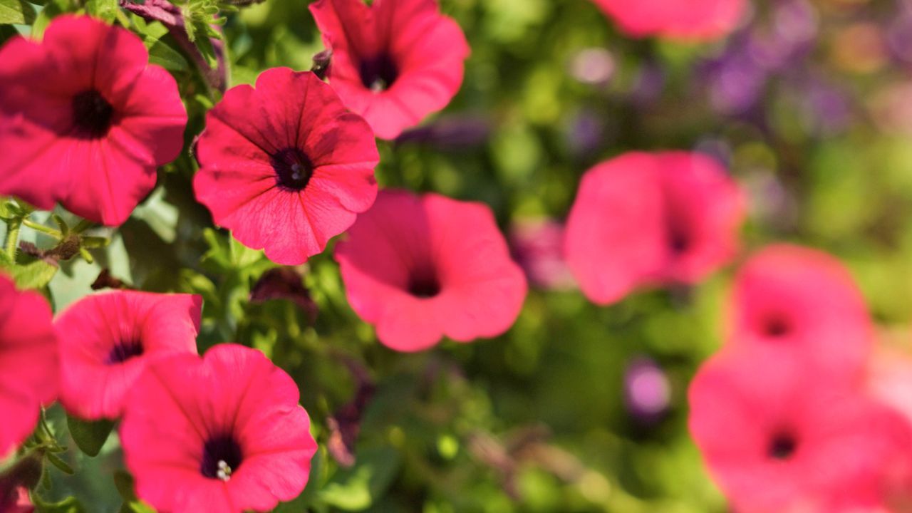 ROJA009 Petunia