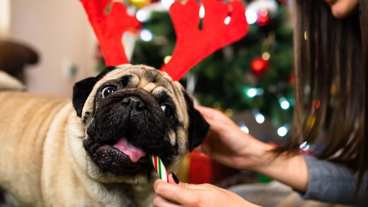 Dulces y turrones navideños para perros.