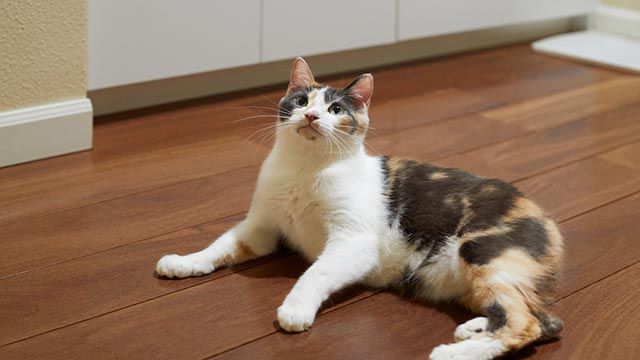 gato manx mimoso