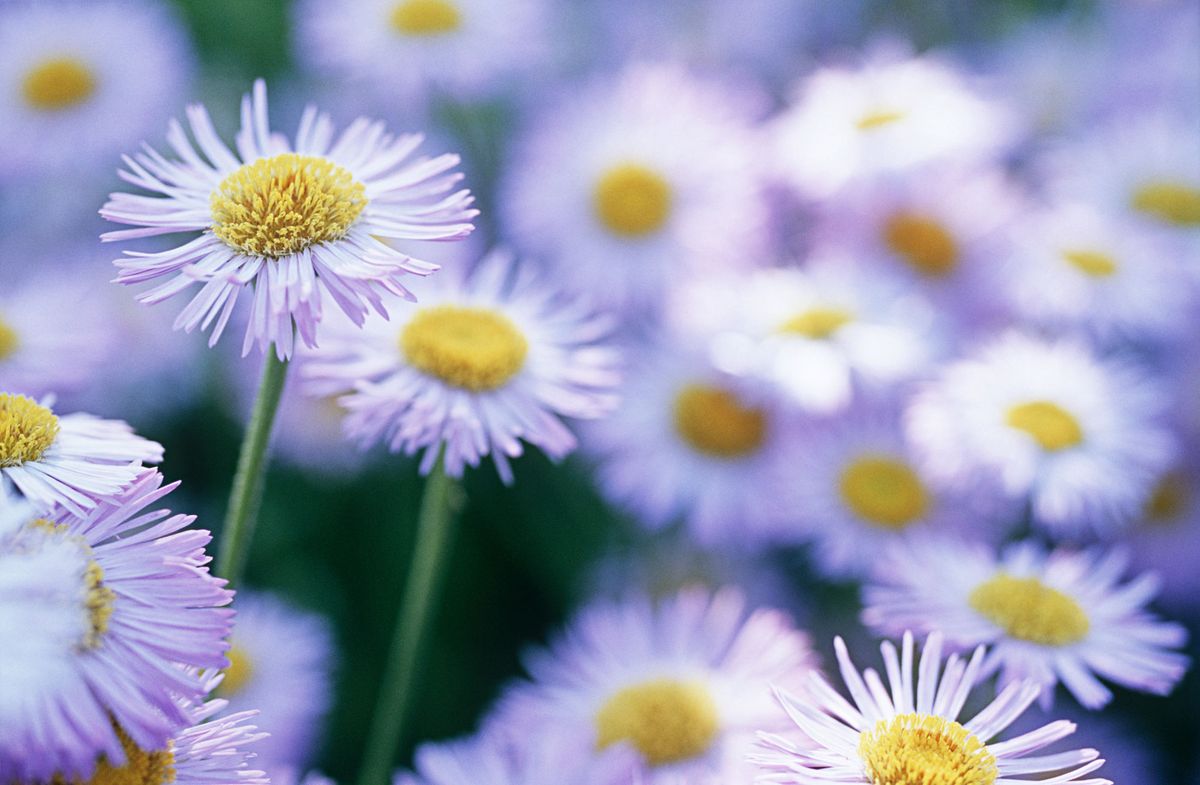 Aster o margaritas de otoño