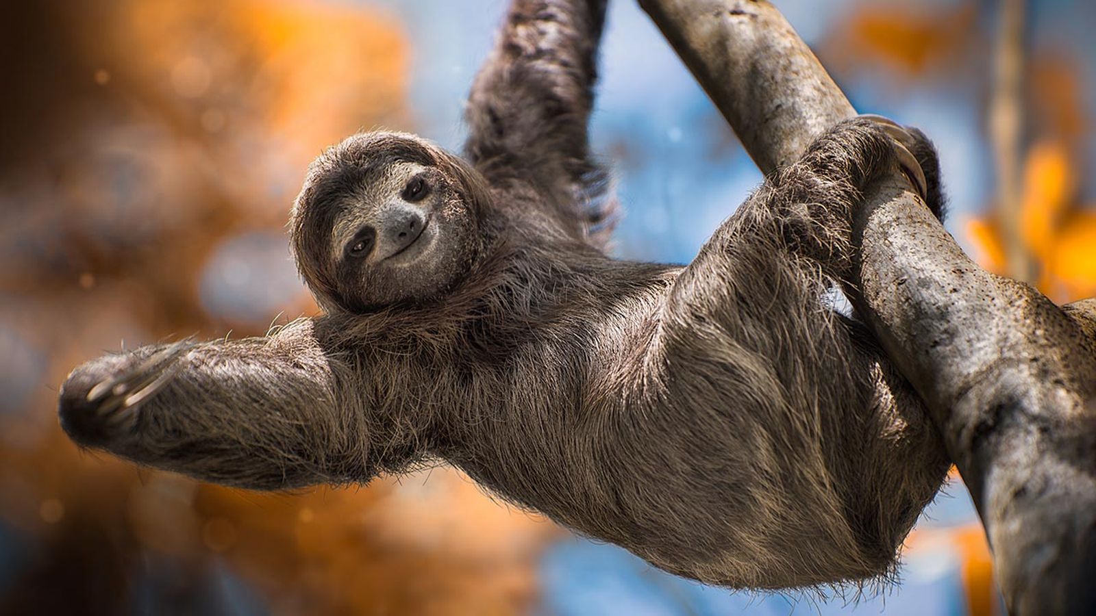 animales felices portada