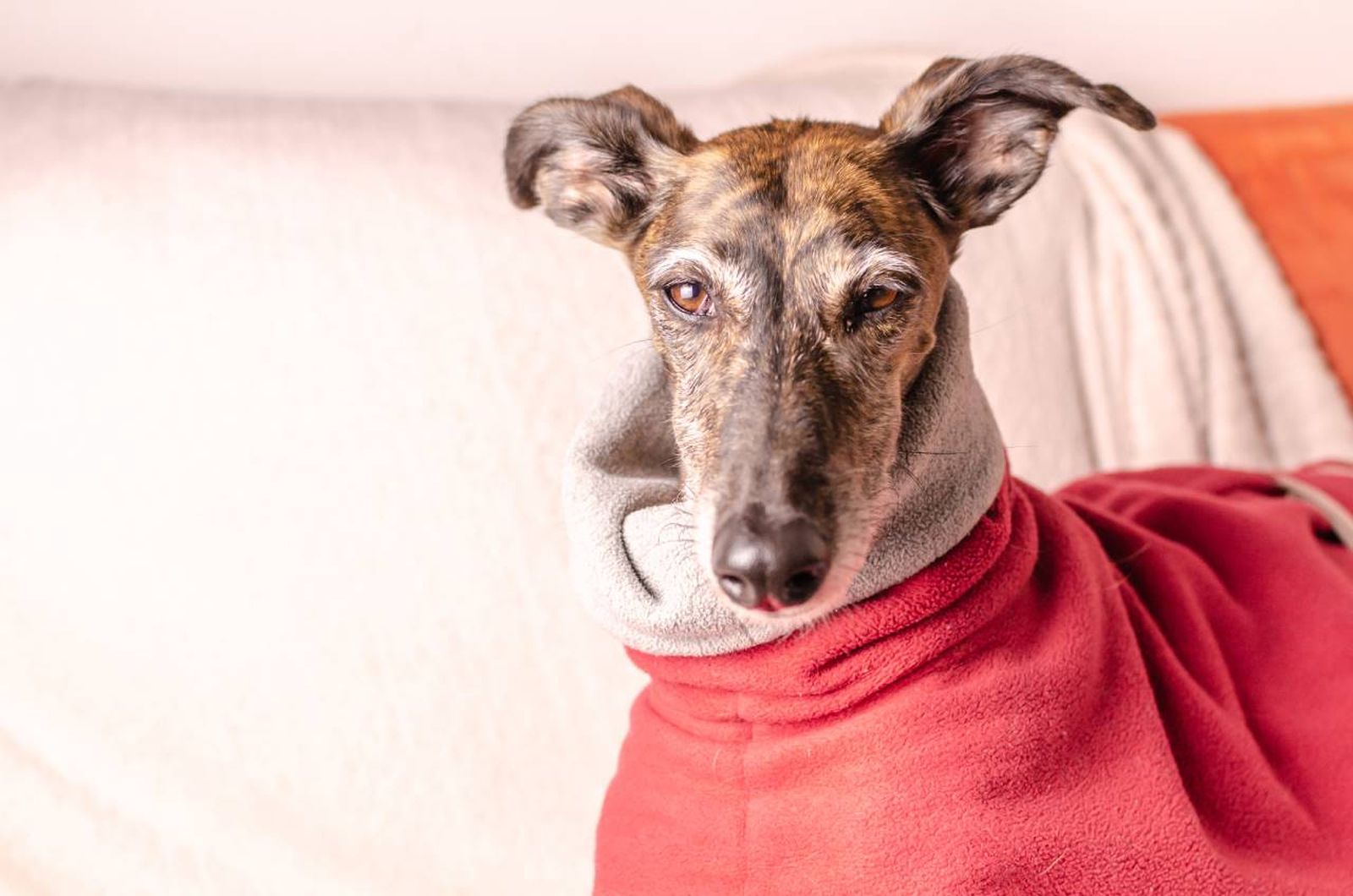 El Galgo Español es una de las raza de perro mas veloces del mundo.