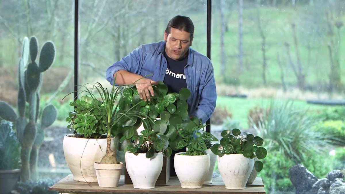 980 jardineria dos variedades composicion