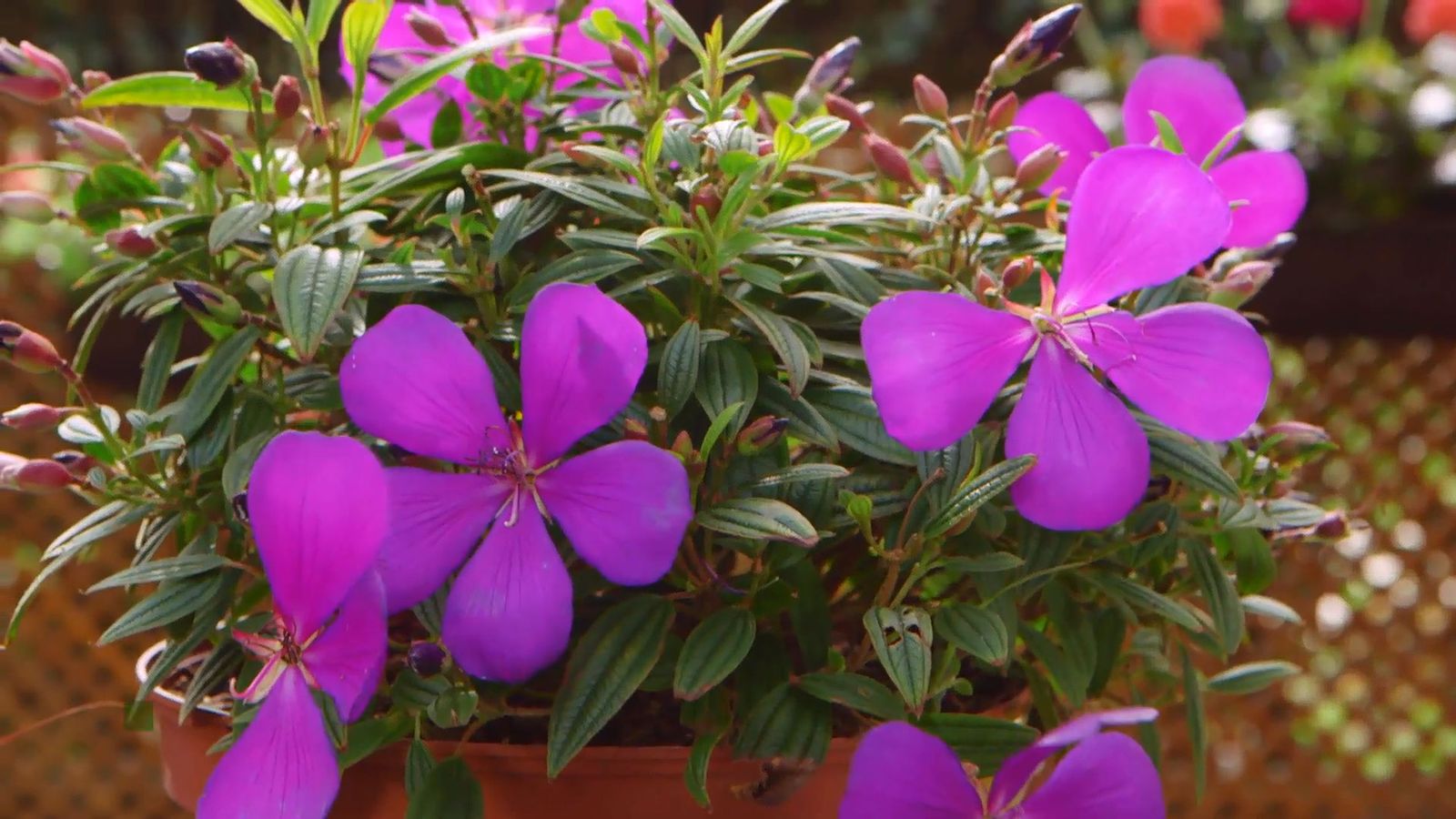 brico 0909 3 jardineria tibouchina groovy baby xl