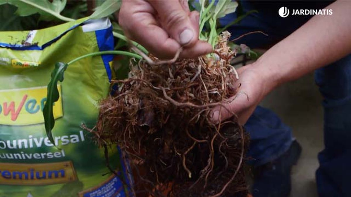 reproducir filodendro xanadu division de mata