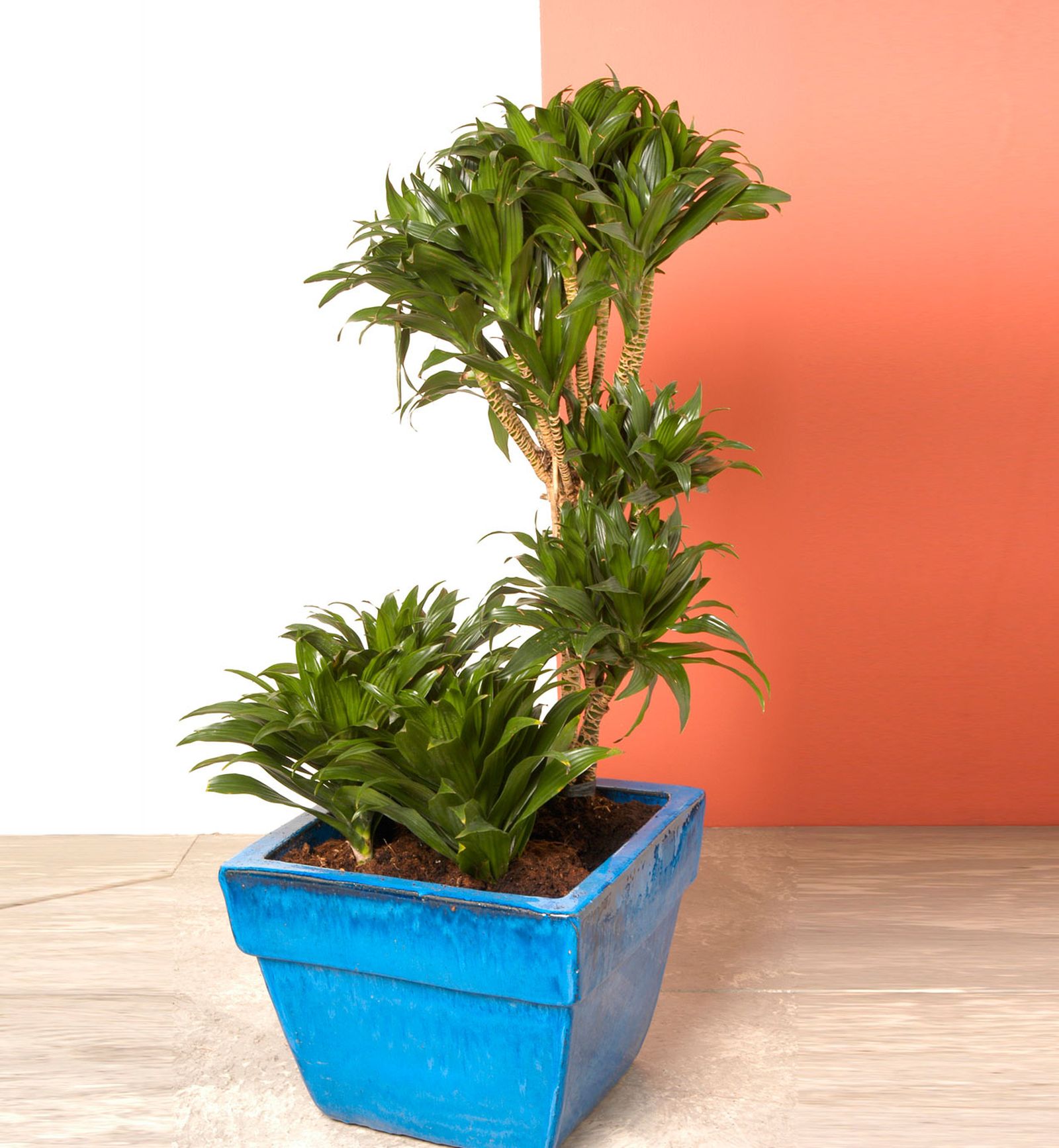 dracena