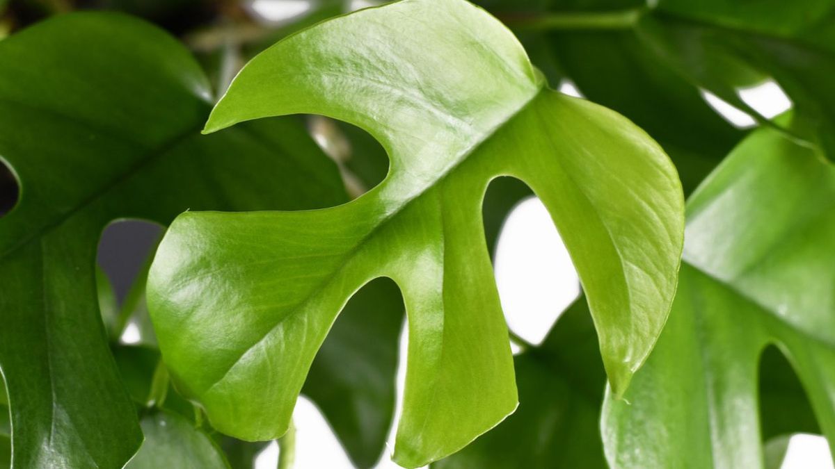 hoja monstera minima