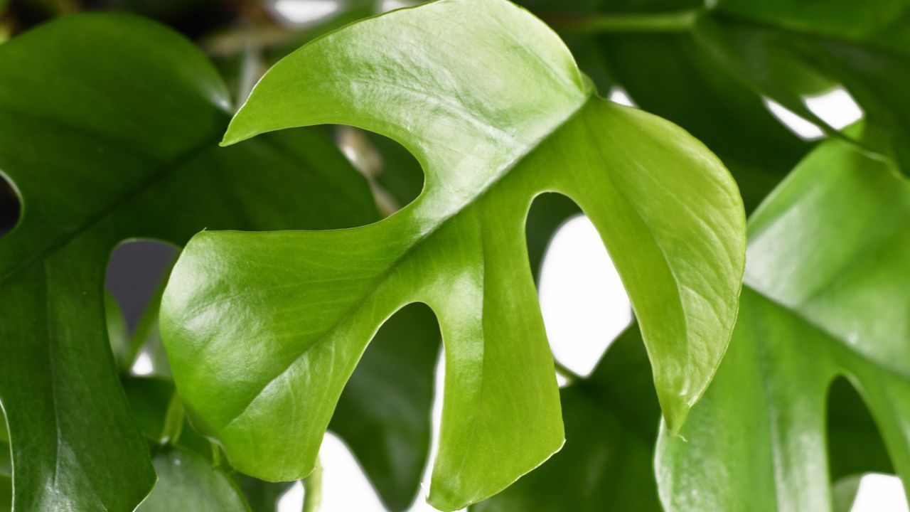 hoja monstera minima