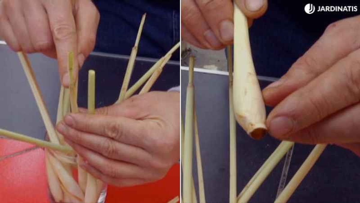 Tallos de la hierbo limón en agua