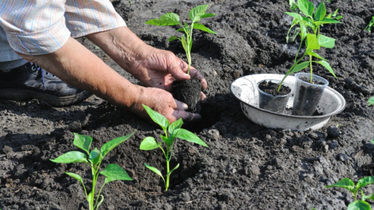 Plantar pimientos en la huerta
