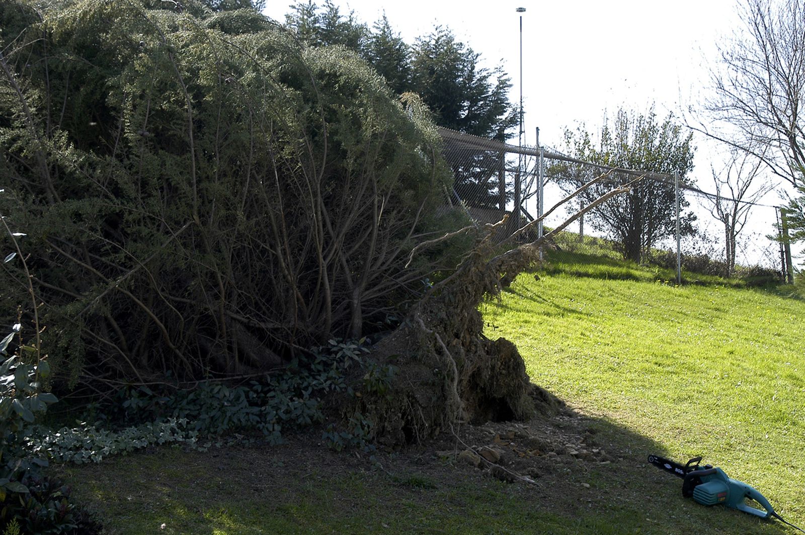 eliminacion del arbol caido xl