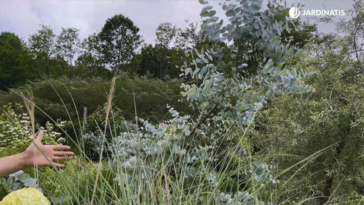 arbul eucalipto en el jardin lurgarden