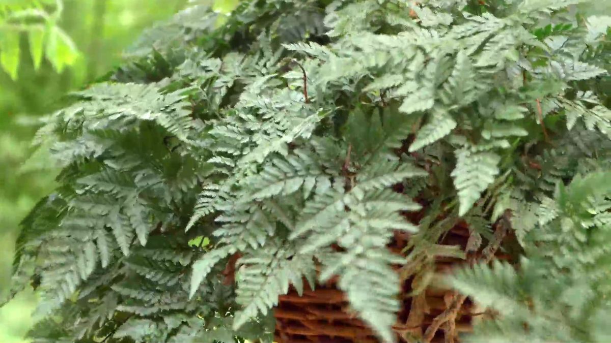 Bricomania 919 3 plantacion helechos colgantes helecho arana