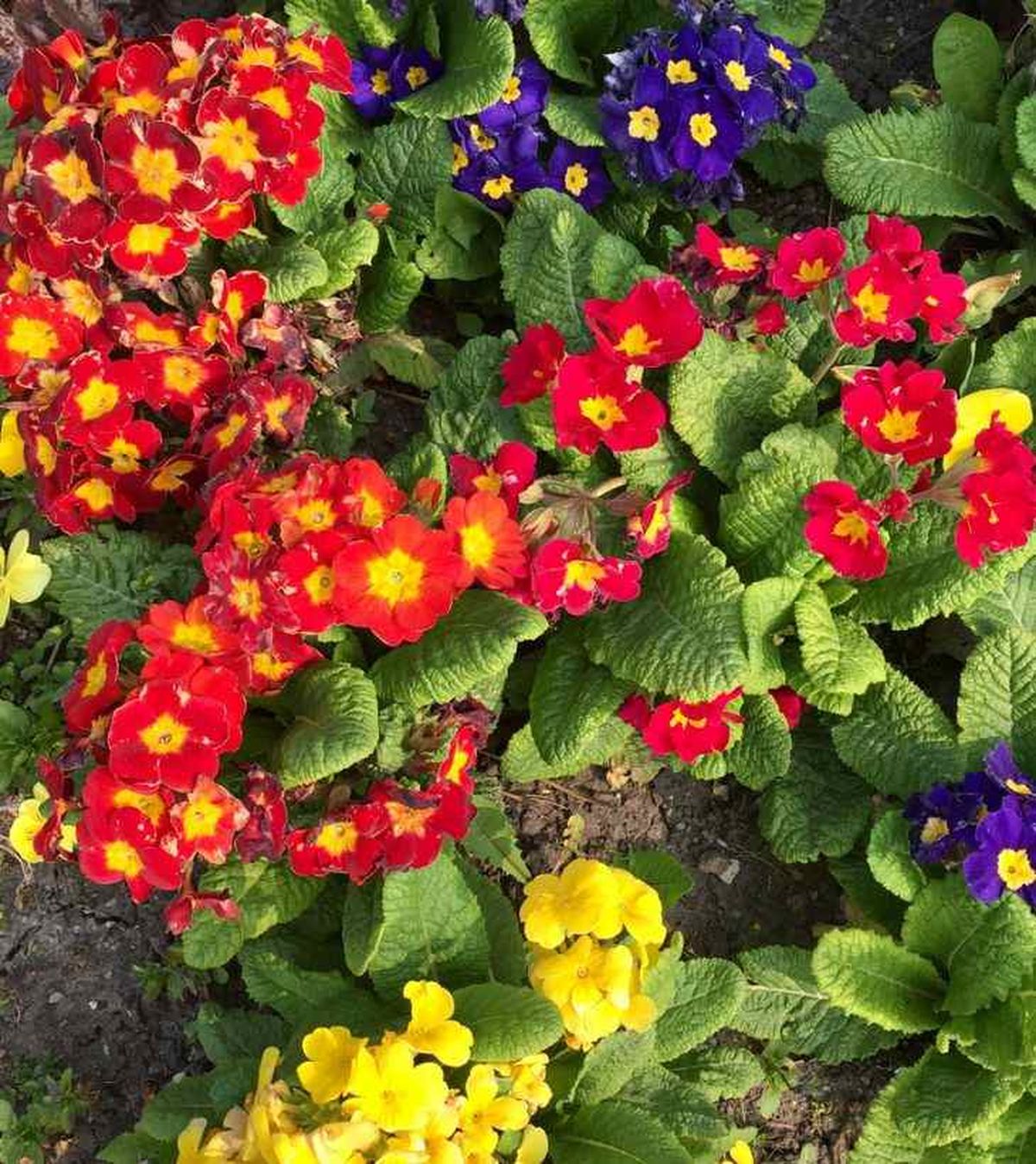primula en el jardin