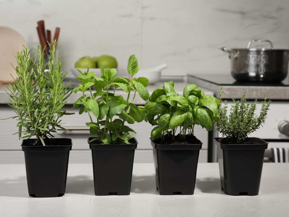 Mix de aromáticas: albahaca, tomillo, menta y romero.