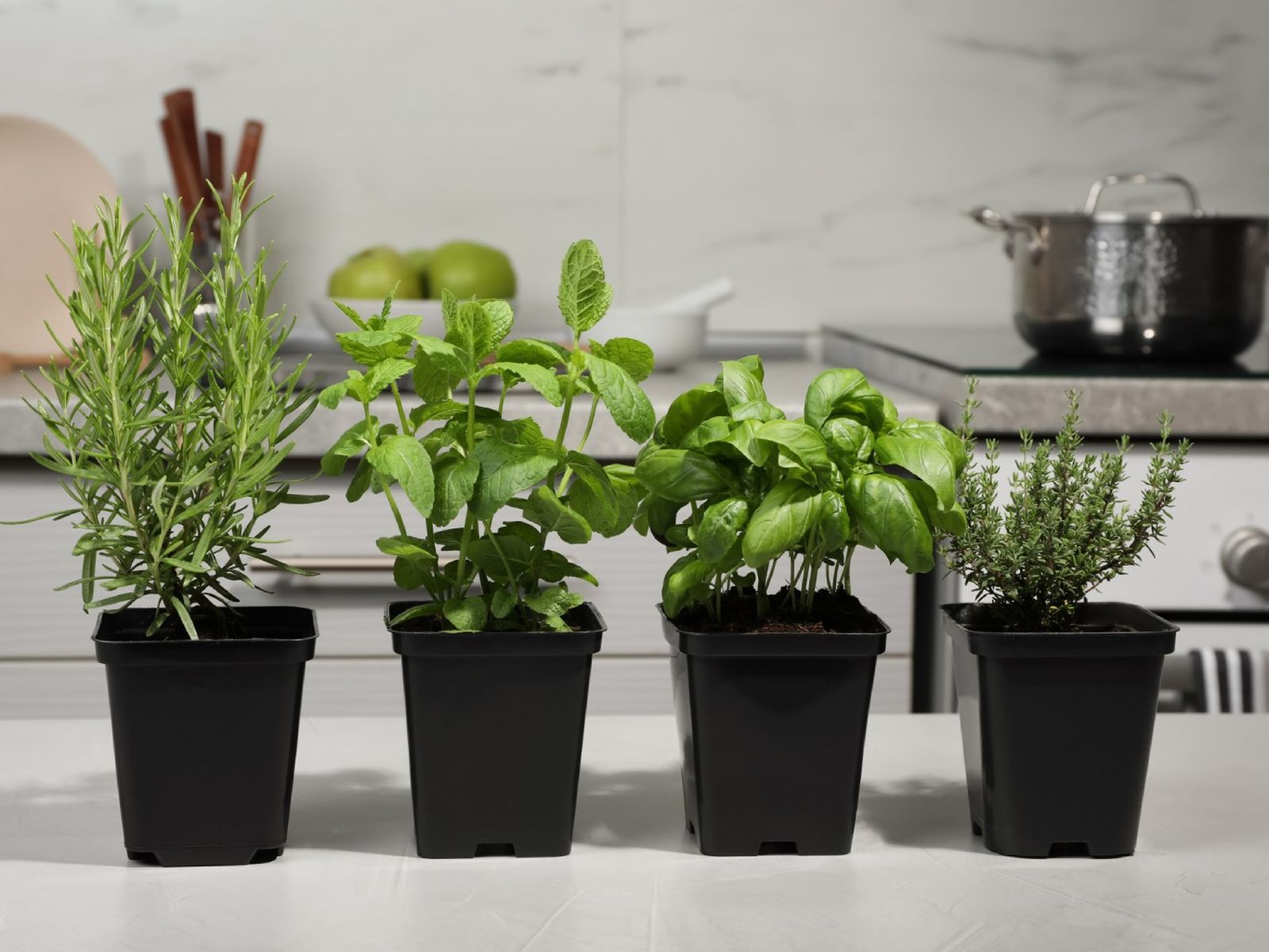 Mix de aromáticas: albahaca, tomillo, menta y romero.