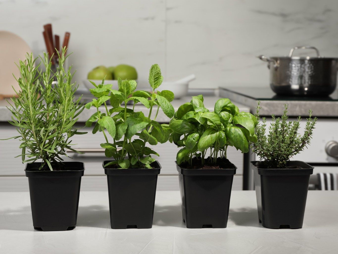 Mix de aromáticas: albahaca, tomillo, menta y romero.
