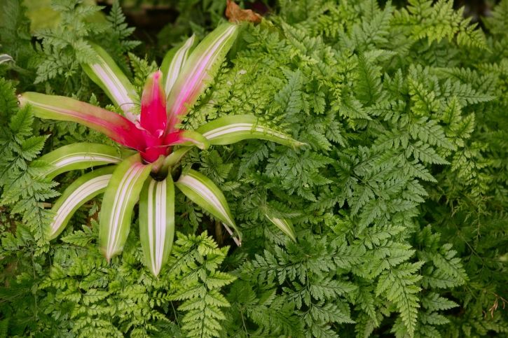 Neoregelia