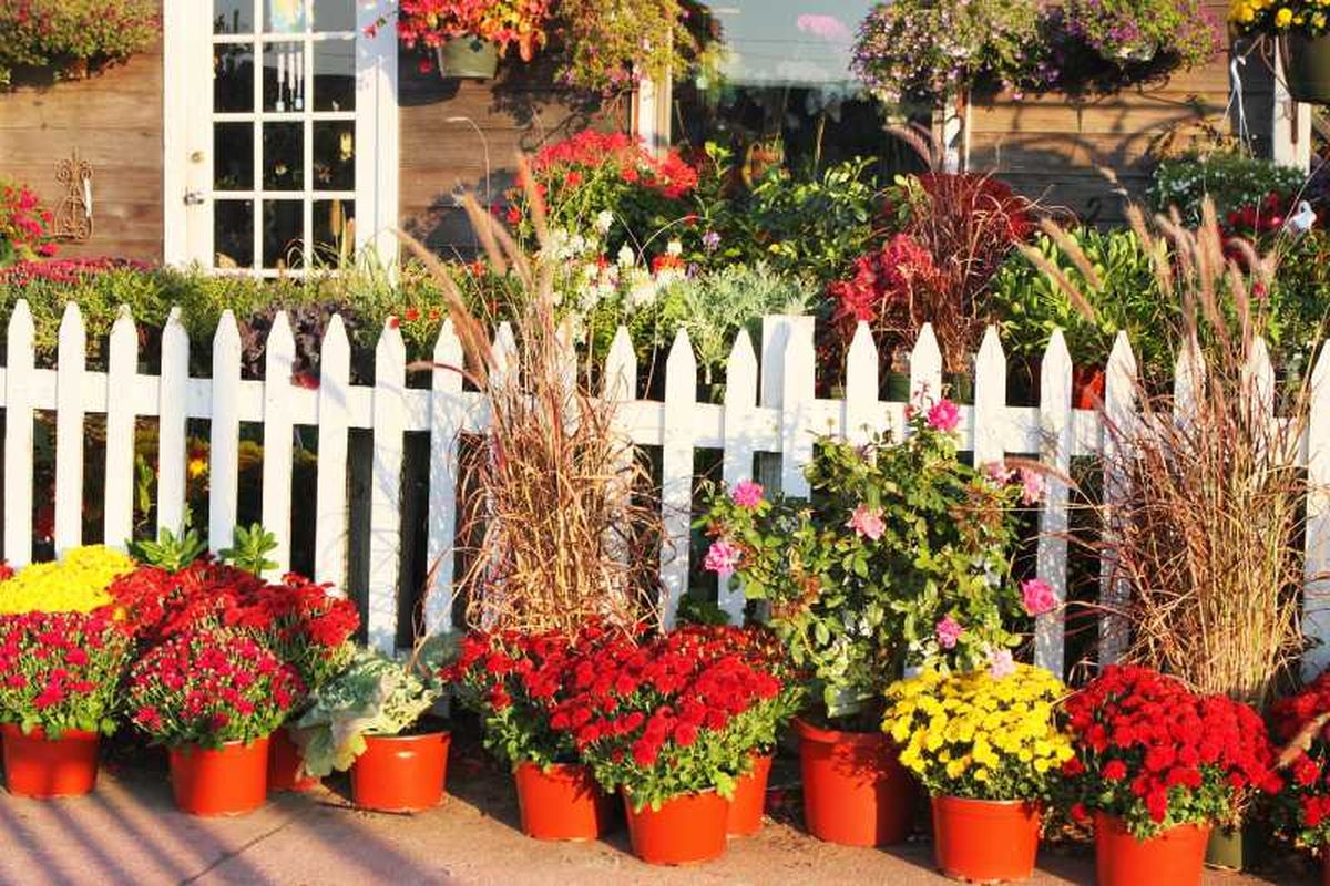 Flores y plantas decorando un jardín delantero pequeño.