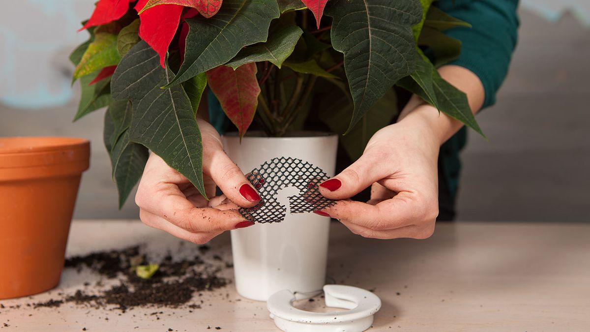 Macetas colgantes con Flor de pascua   paso 3