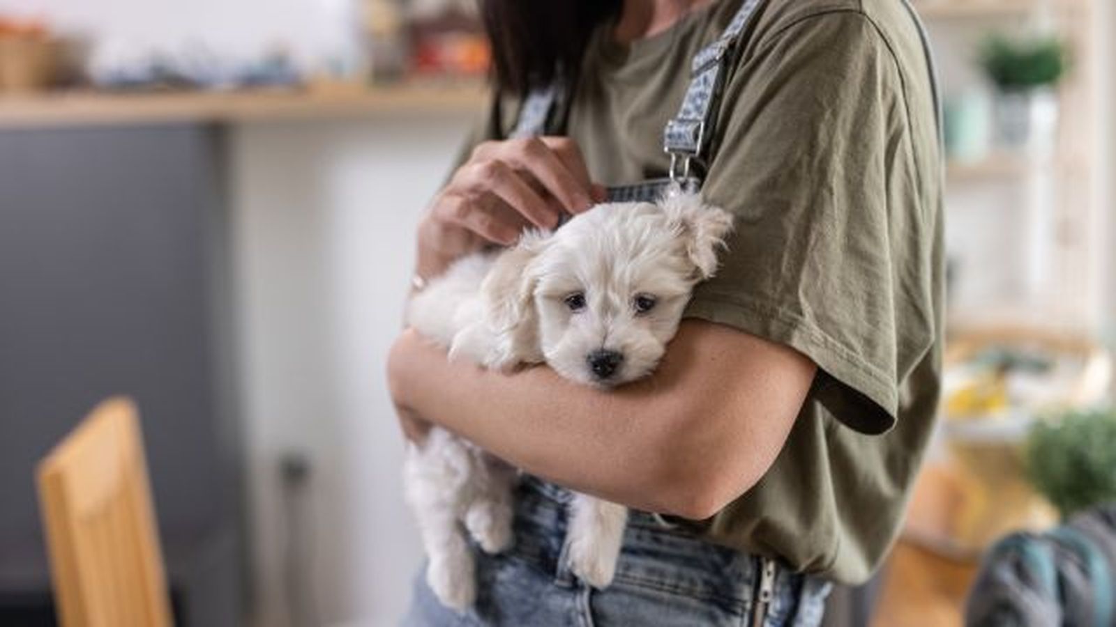bichon maltes 4