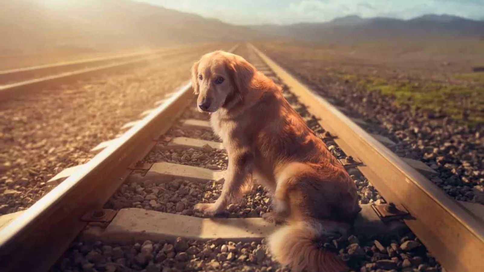 viajar con perro en tren 3