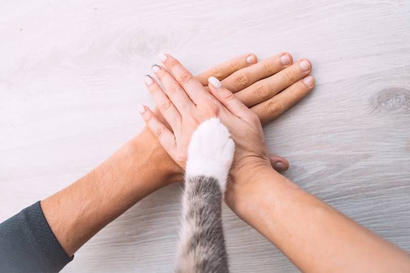Cualquier aspecto que tenga que ver con estímulos y juegos, ayuda a tu gato a ser más sociable.