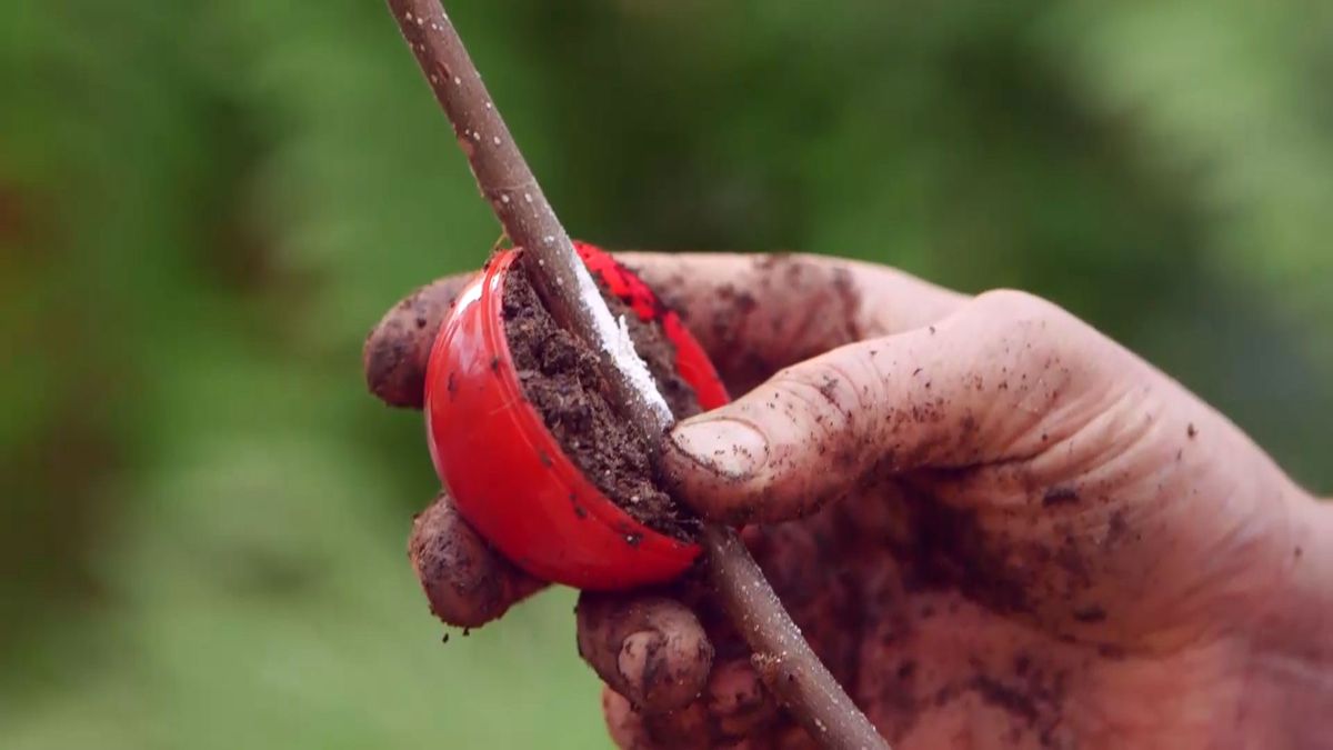 brico 945 3 capsulas enraizamiento paso 6