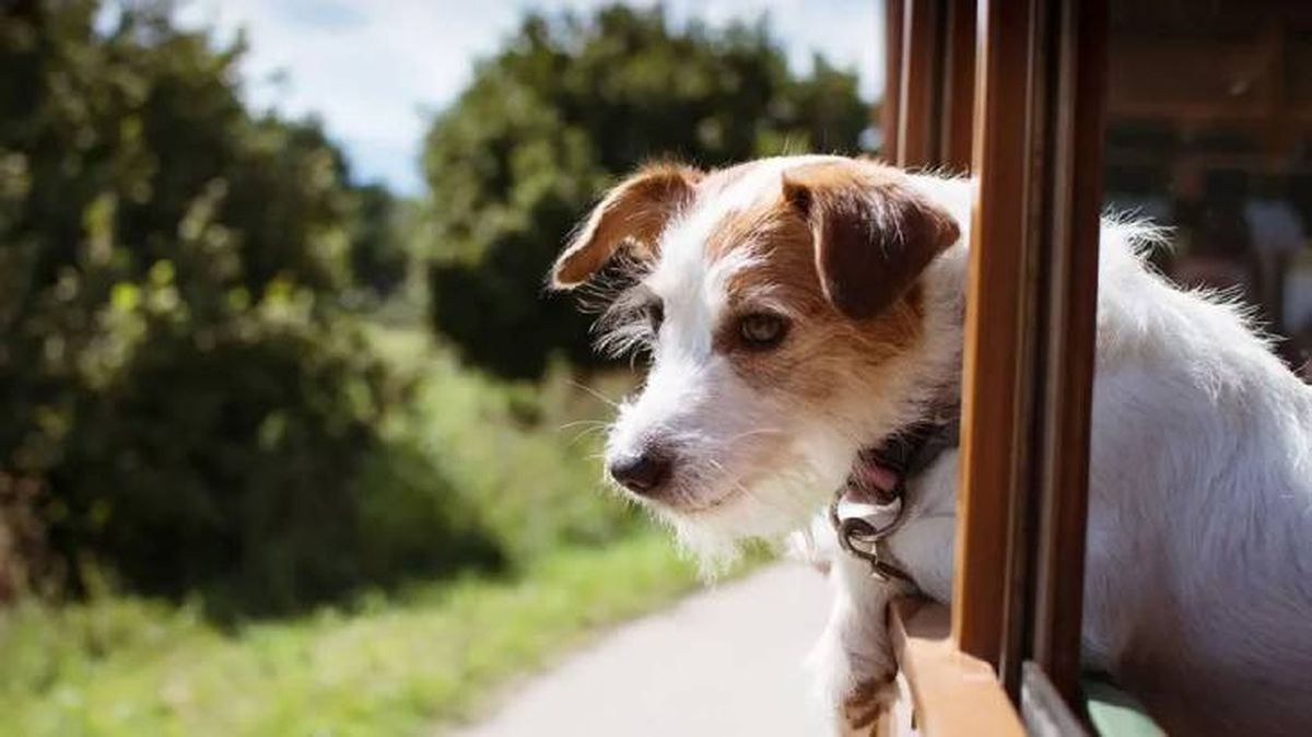 viajar con perro en tren 9
