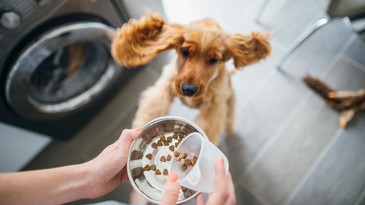 cantidad comida perros 2