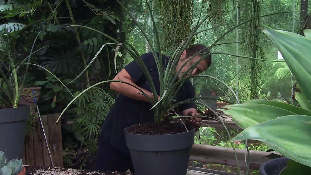 deco 780 jardin hijuelo agave en maceta