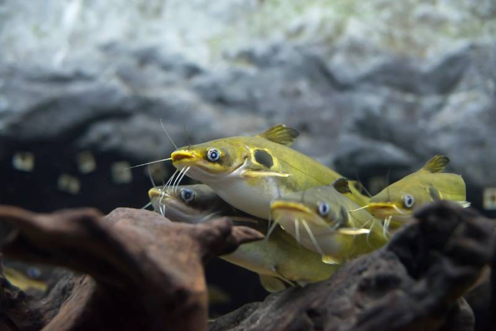 Algunas especies de peces gato se pueden tener en acuarios.