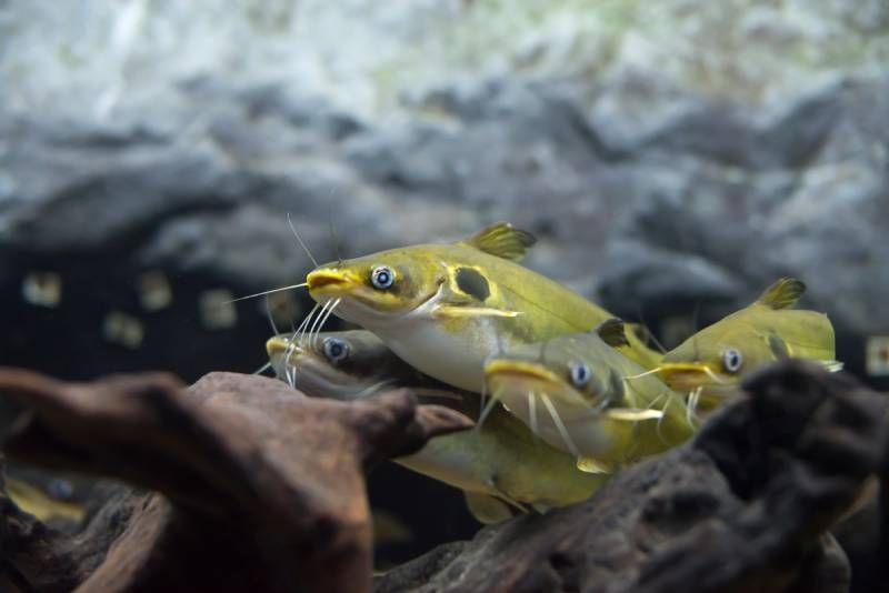 Algunas especies de peces gato se pueden tener en acuarios.