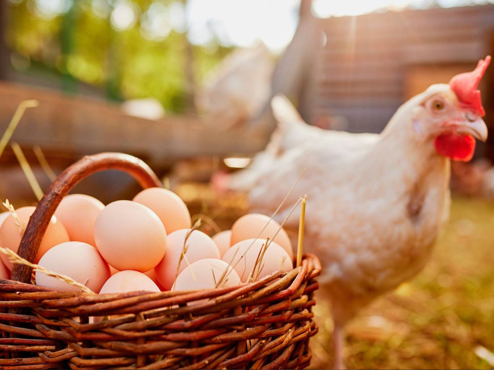 Huevos de autoconsumo, tendencia ante el incremento del precio de los huevos