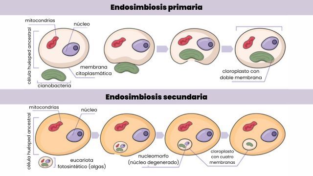 proceso de endosimbiosis primaria y secundaria
